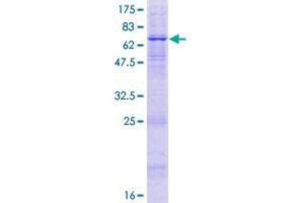 APOBEC3D Protein (AA 1-386) (GST tag)