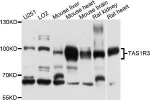 Western blot analysis of extracts of various cell lines, using TAS1R3 antibody (ABIN4905370) at 1:1000 dilution. (TAS1R3 抗体)