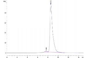 The purity of Rhesus macaque HLA-G is greater than 95 % as determined by SEC-HPLC. (HLAG Protein (Monomer) (HLA-G))