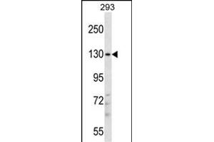 PITPNM2 Antibody (Center) (ABIN657583 and ABIN2846586) western blot analysis in 293 cell line lysates (35 μg/lane). (PITPNM2 抗体  (AA 639-668))