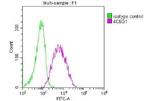 Overlay histogram showing Raji cells stained with ABIN7147134 (red line) at 1:50. (CD19 抗体  (AA 20-291))