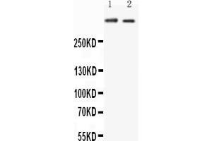 Anti-Huntingtin antibody, All Western blottingAll lanes: Anti-HTT at 0. (Huntingtin 抗体  (C-Term))