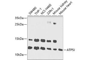 Western blot analysis of extracts of various cell lines, using J antibody (ABIN1678787, ABIN3018048, ABIN3018049 and ABIN6220343) at 1:1000 dilution. (ATP5J 抗体  (AA 1-108))