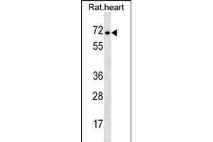Rat Stra6 Antibody (C-term) (ABIN1537393 and ABIN2850195) western blot analysis in rat heart tissue lysates (35 μg/lane). (STRA6 抗体  (C-Term))