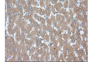 Immunohistochemical staining of paraffin-embedded Human prostate tissue using anti-PDE4A mouse monoclonal antibody. (PDE4A 抗体)