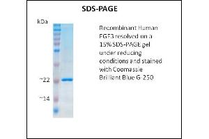 SDS-PAGE (SDS) image for Fibroblast Growth Factor 3 (FGF3) (Active) protein (ABIN5509489) (FGF3 蛋白)