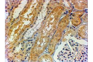 ABIN2560348 (2µg/ml) staining of paraffin embedded Human Kidney. (Tensin 1 抗体  (AA 902-914))