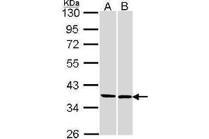 WB Image Sample (30 ug of whole cell lysate) A: 293T B: H1299 10% SDS PAGE antibody diluted at 1:1000 (FAM50A 抗体)