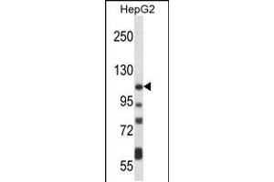 Western blot analysis in HepG2 cell line lysates (35ug/lane).