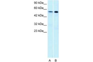 Western Blotting (WB) image for anti-Serotonin Receptor 1A (HTR1A) antibody (ABIN2463750) (Serotonin Receptor 1A 抗体)