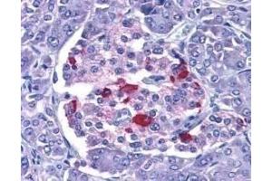 Immunohistochemical staining of EndoG in human pancreas with EndoG antibody at 15μg/ml. (Endonuclease G 抗体  (AA 55-70))
