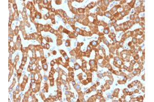 Formalin-fixed, paraffin-embedded human Liver stained with Prohibitin Mouse Monoclonal Antibody (PHB/1881).