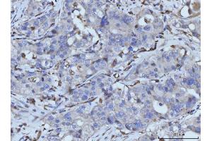 IHC analysis of PLD3 using anti-PLD3 antibody (ABIN7599439).