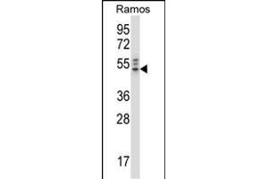 NCK2 Antibody (N-term) (ABIN658028 and ABIN2846966) western blot analysis in Ramos cell line lysates (35 μg/lane). (NCK2 抗体  (N-Term))