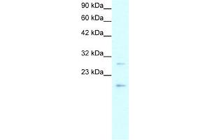 WB Suggested Anti-CLDN1 Antibody Titration:  0. (Claudin 1 抗体  (C-Term))