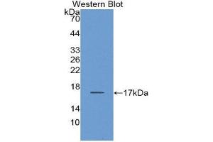Western Blotting (WB) image for anti-Carcinoembryonic Antigen-Related Cell Adhesion Molecule 3 (CEACAM3) (AA 273-416) antibody (ABIN2118432)