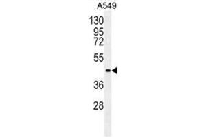ANGPT2 Antibody (C-term) western blot analysis in A549 cell line lysates (35µg/lane). (Angiopoietin 2 抗体  (C-Term))