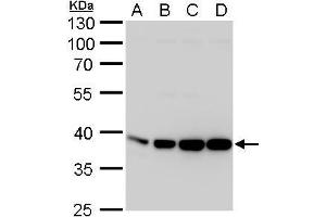 WB Image Aldolase A antibody detects Aldolase A protein by western blot analysis. (ALDOA 抗体)