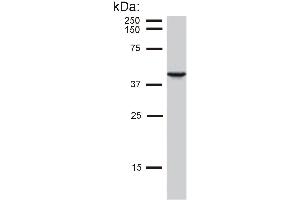 Detection of cytokeratin 19 in MCF-7 cell lysate by mouse monoclonal antibody BA-17 . (Cytokeratin 19 抗体)