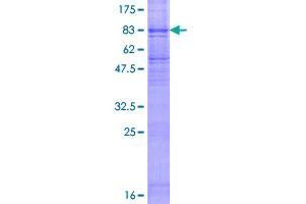 FLVCR Protein (AA 1-555) (GST tag)