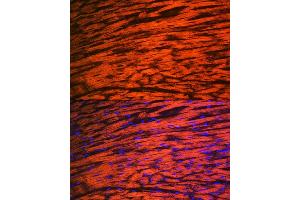 Immunofluorescence analysis of rat heart using MYL2 Rabbit mAb (ABIN7268761) at dilution of 1:100 (40x lens).