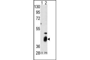 Image no. 1 for anti-Dual Specificity Phosphatase 7 (DUSP7) (N-Term) antibody (ABIN360782) (DUSP7 抗体  (N-Term))