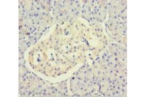 Immunohistochemistry of paraffin-embedded human pancreatic tissue using ABIN7150811 at dilution of 1:100 (DCTN3 抗体  (AA 2-176))