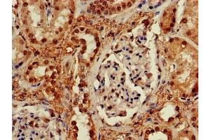IHC image of ABIN7168497 diluted at 1:600 and staining in paraffin-embedded human kidney tissue performed on a Leica BondTM system. (RUVBL2 抗体  (AA 281-444))