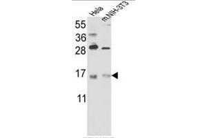 Western blot analysis of RBM3 Antibody (C-term) in Hela cell line lysates and mouse NIH-3T3 tissues lysates(35ug/lane). (RBM3 抗体  (C-Term))