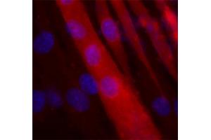 Indirect immunolabeling of PFA fixed C2C12 cells differentiated into myotubes (red, dilution 1 : 1000). (VAMP5 抗体  (AA 1-70))
