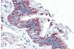 Immunohistochemistry (5μg/ml) staining of paraffin embedded Human Bronchus. (TTLL4 抗体  (Internal Region))