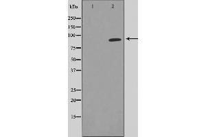 Western blot analysis of STAT5A expression in HeLa whole cell lysates,The lane on the left is treated with the antigen-specific peptide. (STAT5A 抗体)