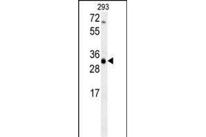 ERG25 Antibody (C-term) (ABIN657875 and ABIN2846831) western blot analysis in 293 cell line lysates (35 μg/lane). (SC4MOL 抗体  (C-Term))