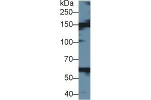 Western Blot; Sample: Bovine Liver lysate; Primary Ab: 1µg/ml Rabbit Anti-Bovine XDH Antibody Second Ab: 0. (XDH 抗体  (AA 2-219))