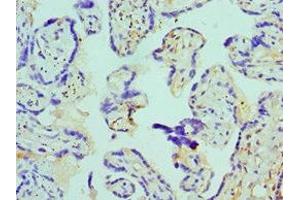 Immunohistochemistry of paraffin-embedded human placenta tissue using ABIN7145135 at dilution of 1:100 (Azurocidin 抗体  (AA 27-251))