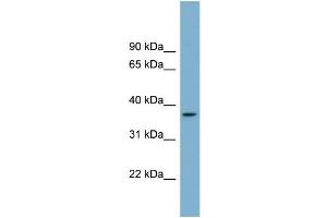 Western Blotting (WB) image for anti-Olfactory Receptor, Family 2, Subfamily W, Member 5 (OR2W5) (Middle Region) antibody (ABIN2781890)