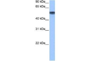 METAP2 antibody used at 0. (METAP2 抗体  (N-Term))