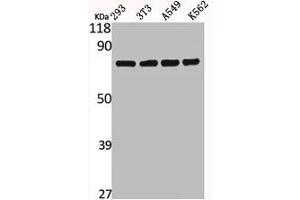 Western Blot analysis of 293 NIH-3T3 A549 K562 cells using Calpain 12 Polyclonal Antibody (CAPN12 抗体  (Internal Region))