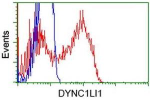 HEK293T cells transfected with either RC222010 overexpress plasmid (Red) or empty vector control plasmid (Blue) were immunostained by anti-DYNC1LI1 antibody (ABIN2452966), and then analyzed by flow cytometry. (DYNC1LI1 抗体)