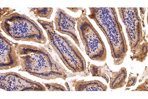 Detection of CK19 in Mouse Small intestine Tissue using Polyclonal Antibody to Cytokeratin 19 (CK19) (Cytokeratin 19 抗体  (AA 1-403))