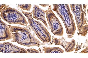 Detection of CK19 in Mouse Small intestine Tissue using Polyclonal Antibody to Cytokeratin 19 (CK19)