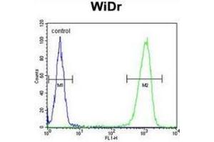 Flow cytometric analysis of WiDr cells (right histogram) compared to a negative control cell (left histogram) using Peroxin 2 / PEX2 / RNF72  Antibody . (PEX2 抗体  (Middle Region))