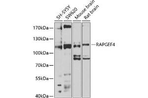 Western blot analysis of extracts of various cell lines, using R antibody (ABIN1682483, ABIN3018977, ABIN3018978 and ABIN6220653) at 1:1000 dilution. (RAPGEF4 抗体  (AA 1-210))