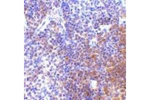 Immunohistochemistry of IRF7 in mouse spleen tissue with IRF7 antibody at 5 μg/ml. (IRF7 抗体  (C-Term))
