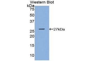 Western Blotting (WB) image for anti-Glutathione S-Transferase kappa 1 (GSTK1) (AA 19-222) antibody (ABIN1859088) (GSTK1 抗体  (AA 19-222))
