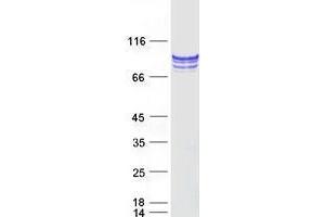 Validation with Western Blot (TGM1 Protein (Myc-DYKDDDDK Tag))
