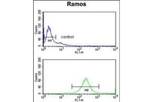 C7 Antibody (Center) (ABIN653210 and ABIN2842751) flow cytometry analysis of Ramos cells (bottom histogram) compared to a negative control cell (top histogram). (C7 抗体  (Center))