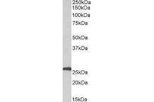 ABIN5539473 (1µg/ml) staining of Human Adipose lysate (35µg protein in RIPA buffer). (Adipsin 抗体  (Internal Region))