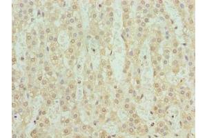 Immunohistochemistry of paraffin-embedded human adrenal gland tissue using ABIN7169356 at dilution of 1:100 (SERTAD1 抗体  (AA 1-236))