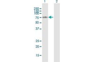 Western Blot analysis of TGM4 expression in transfected 293T cell line by TGM4 MaxPab polyclonal antibody. (TGM4 抗体  (AA 1-684))